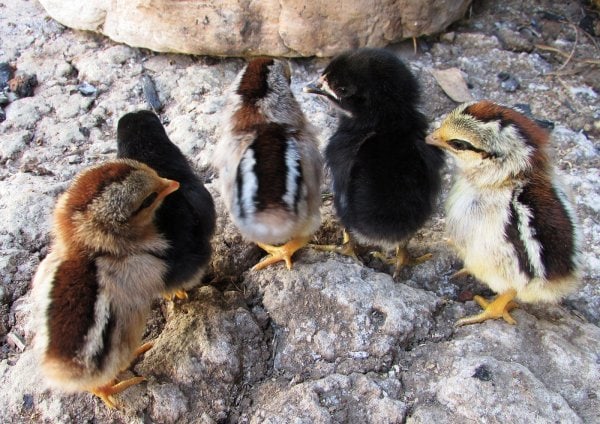 langkah beternak ayam kampung