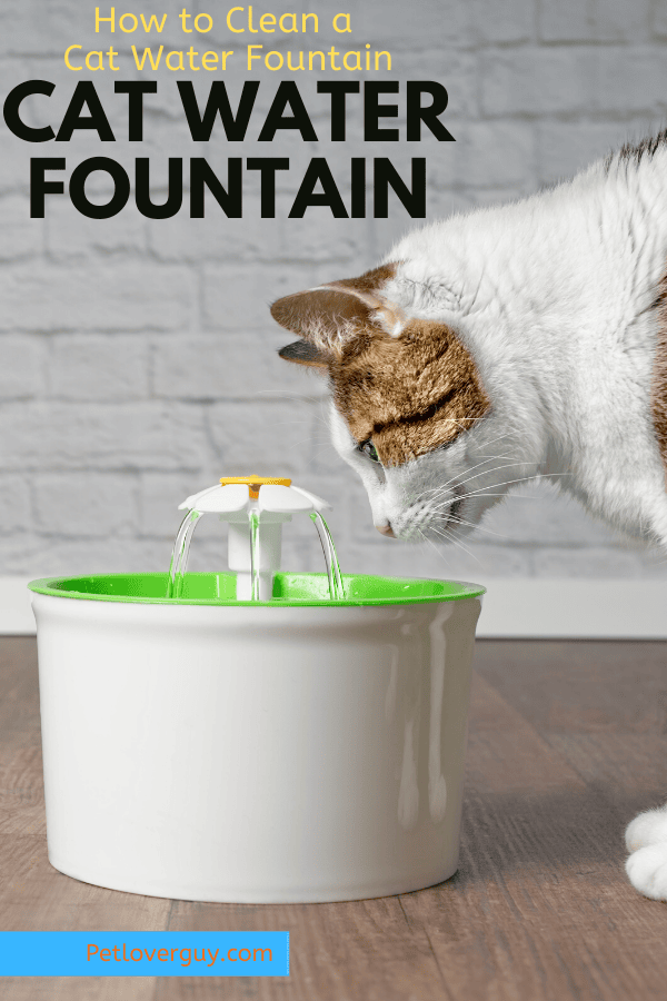 How to Clean a Cat Water Fountain