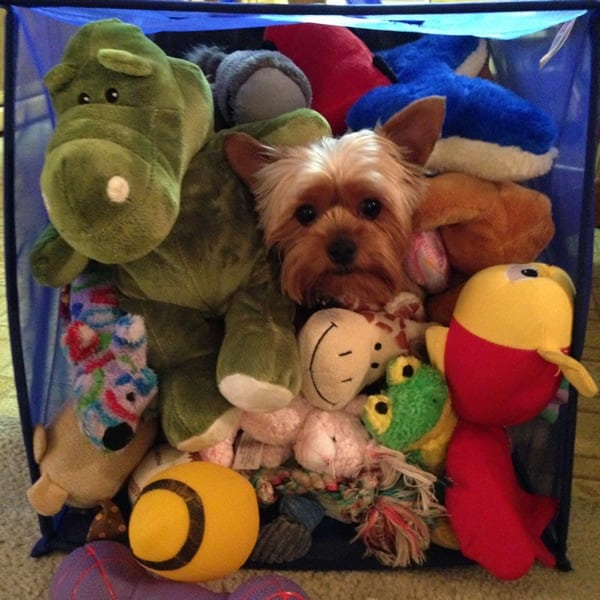 Dog Toys Dog Toys