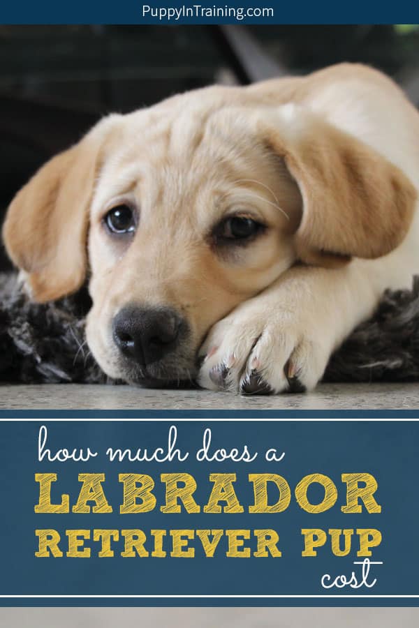 How Much Does A Labrador Retriever Puppy Cost? - Puppy In ...