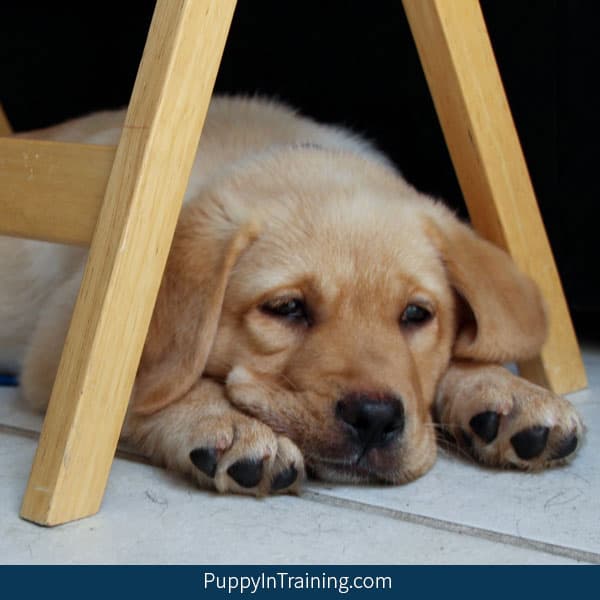 Career Change Dogs Oregon