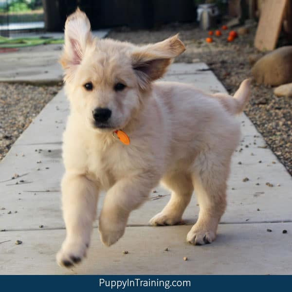My Puppy Goes Crazy Sometimes What Do I Do Puppy In Training