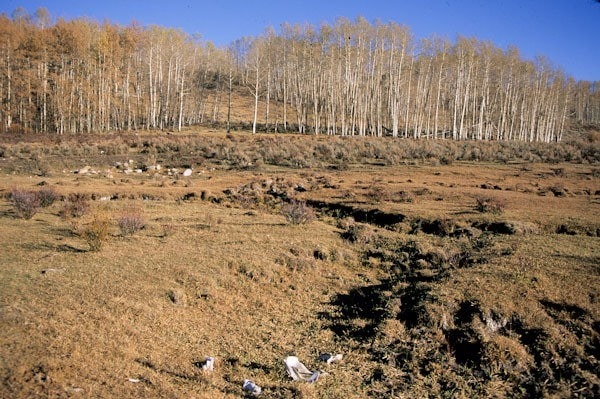 Cow bashed riparian area and wetland, Upper Green River, Valley Bridger Teton NF, Wyoming (c) George Wuerthner