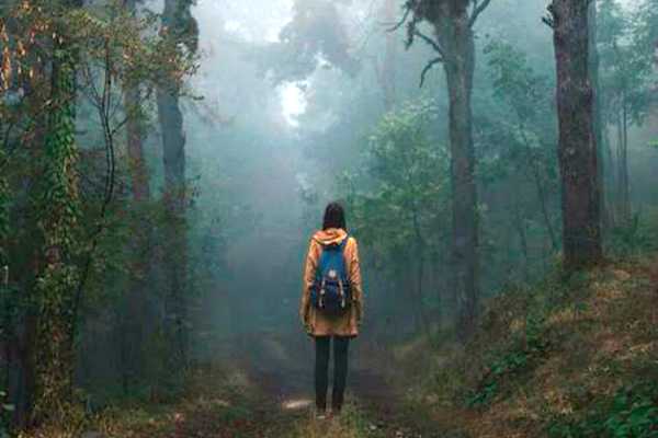 forest bathing