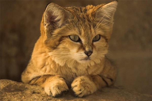 Барханная кошка