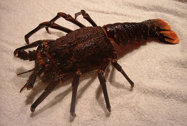 Jasus lalandii