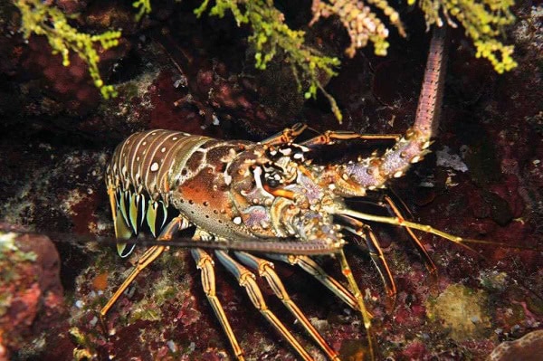 Panulirus argus