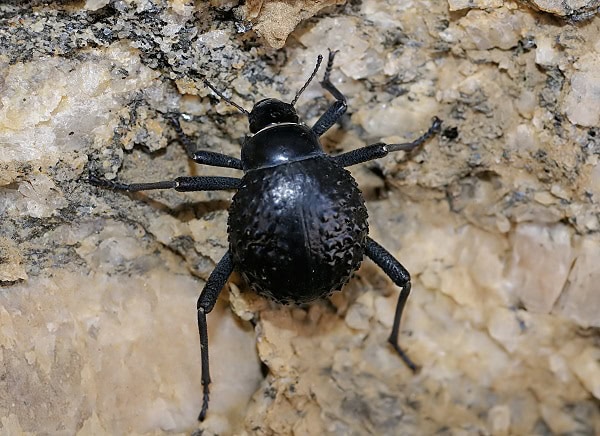Жук Stenocara dentata