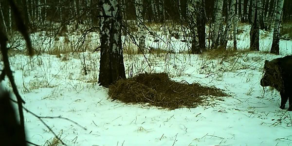 Лежка кабана