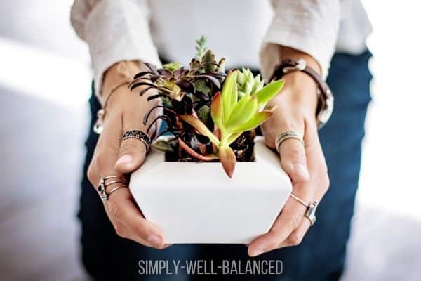 Planting succulents; a good hobby for moms