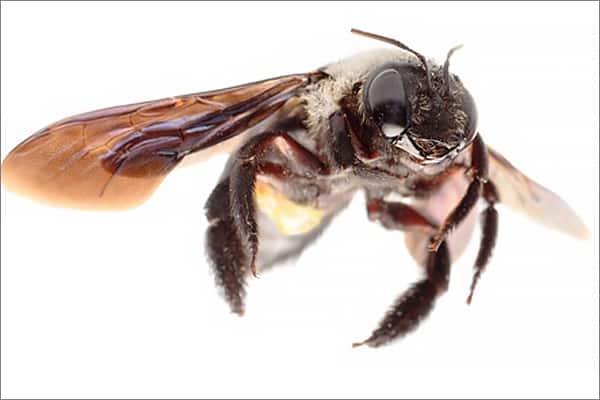 Carpenter Bee Pest Control Services