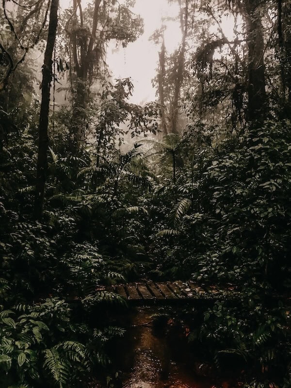 Nebelwald Monteverde