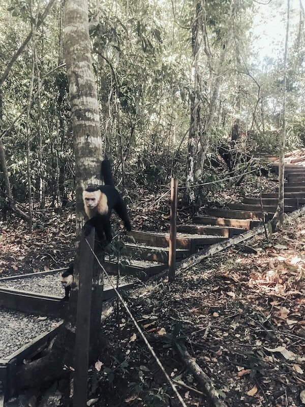 Affe im Nationalpark