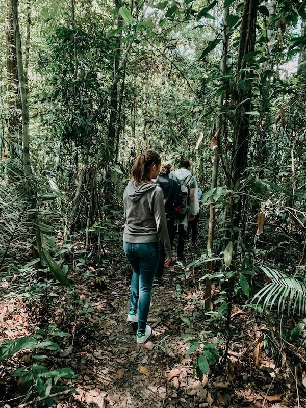 Amazonas Regenwald