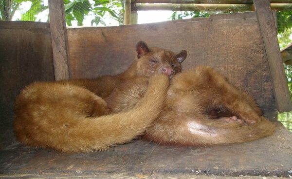 Civits Kopi Luwak Coffee Kopi Luwak Bali Civets Kopi Luwak