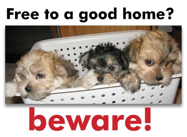 “Free Morkie” Scam