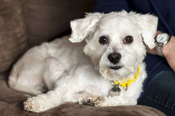 To microchip or not?