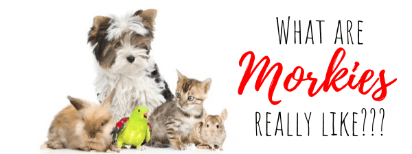 Morkie Temperament: What are Morkies Really Like?