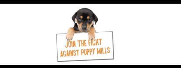 Puppy mills: let’s put an end to them
