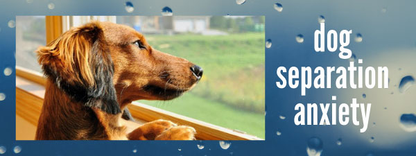 Bad Dog or Dog Separation Anxiety?