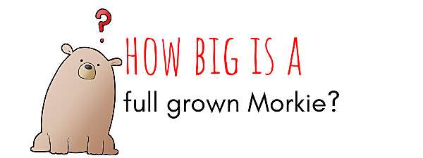 How big is a full grown Morkie?