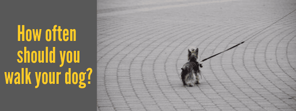 How often should you walk your dog?