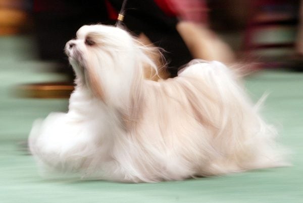 show dog maltese