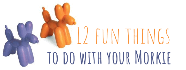 12 Fun Things to Do with Your Morkie
