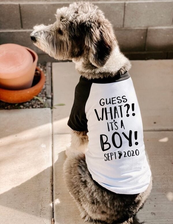 Gender Reveal With Dogs Best Dog Gender Reveals