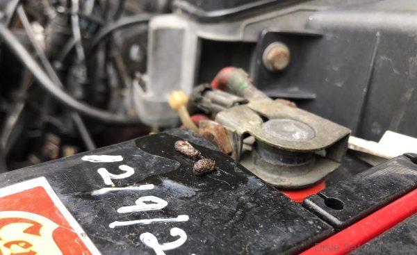 Rats in your car engine bay