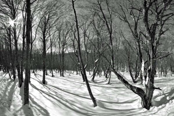 fotografare le foreste