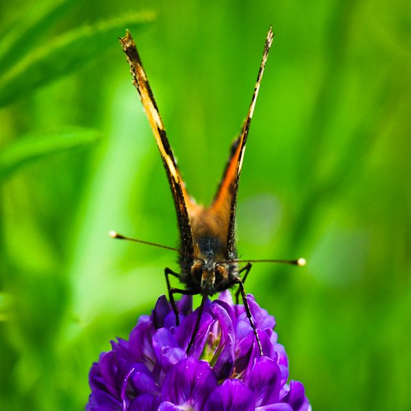 Aglais urticae - La petite Tortue