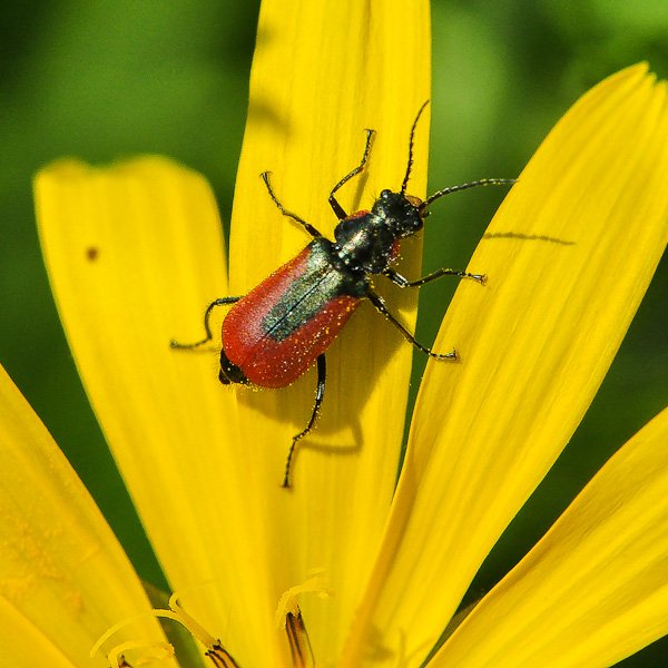 malachius aeneus