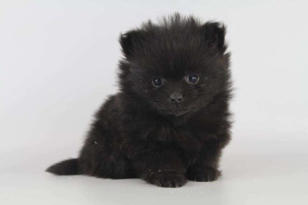 Dwergkees pups te koop, Belgisch erkend fokker 5 dwergkees pup