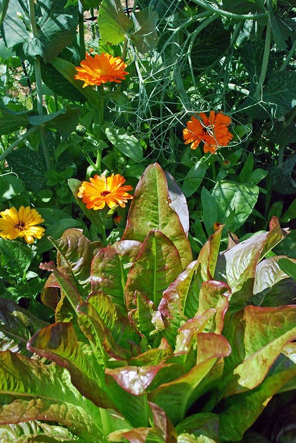 Salat im Freigarten