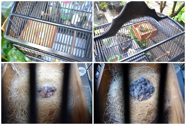MENANGKAR MOZAMBIK DISANGKAR GANTUNG | gambar: finchpolis.multiply.com