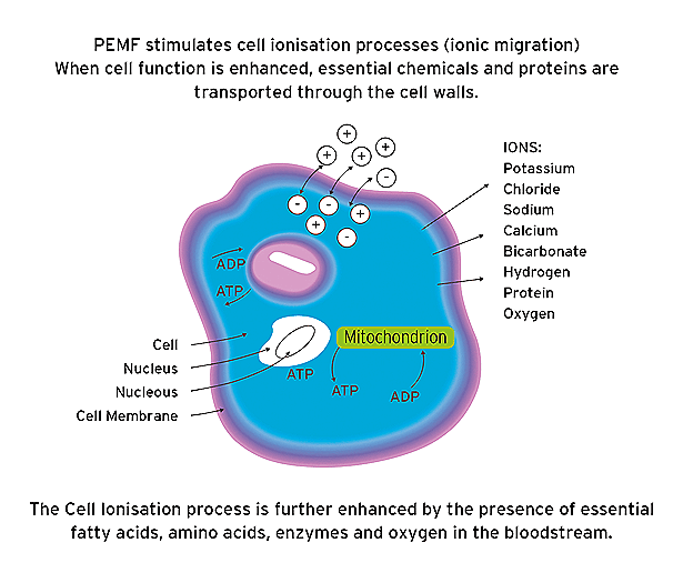 PEMF cell2 PEMF cell2