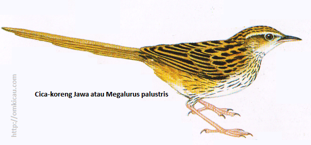 Cica-koreng Jawa atau Megalurus palustris - Berukuran besar, ekor runcing, alis panjang pucat, bercoret hitam penuh. Cica-koreng Jawa atau Megalurus palustris - Berukuran besar, ekor runcing, alis panjang pucat, bercoret hitam penuh.