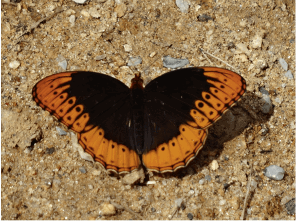 Diana fritillary © Christopher Wilson