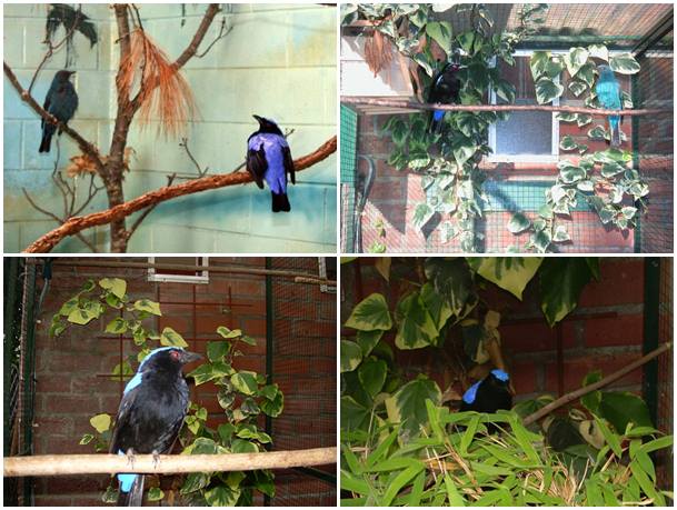 Kandang penangkaran yang digunakan dalam menangkarkan burung cucak biru