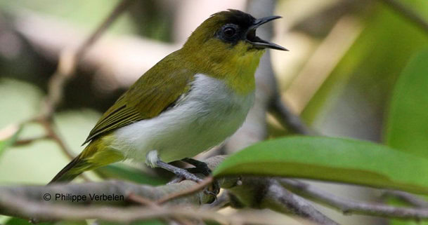 Kacamata togian (Zosterops somadikartai) l foto : Philippe Verbelen