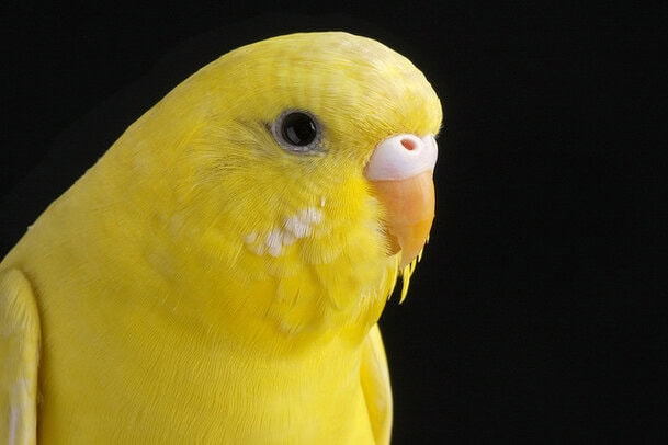 BURUNG PARKIT UNTUK MASTERAN MURAY