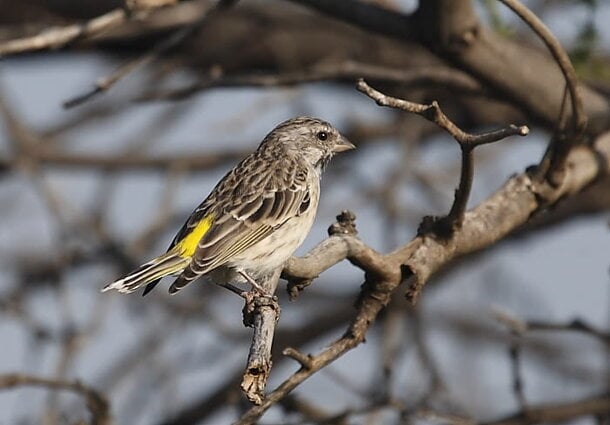 BLACK-THROATED CANARY |