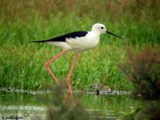 Gagang-bayam belang (Himantopus himantopus) l Foto : Hasri Abdillah.