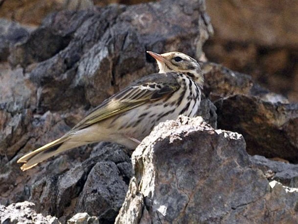Anthus hodgsoni l Foto: orientalbirdimages.com