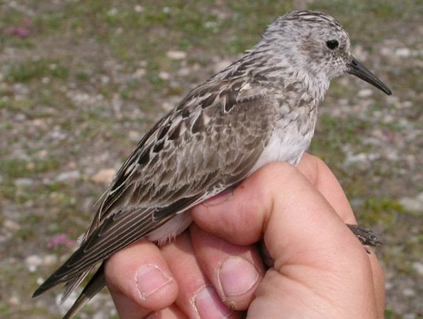 Calidris-bairdii l Foto: orientalbirdimages.com