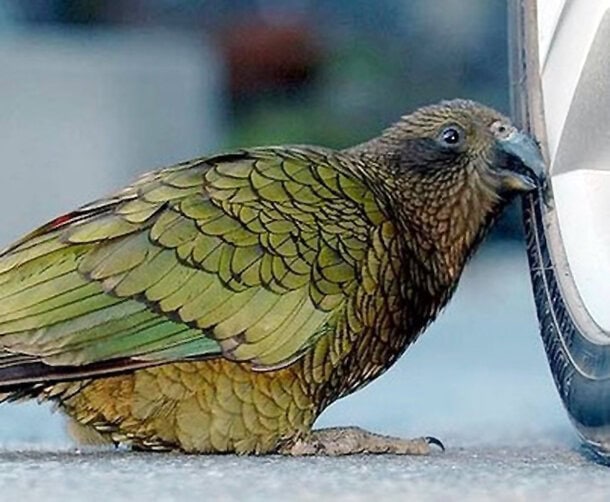 Ini dia, tersangka burung nuri kea yang mencuri uang turis.