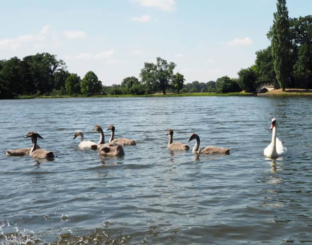 worlitz, swans, swan, worlitz germany, germany