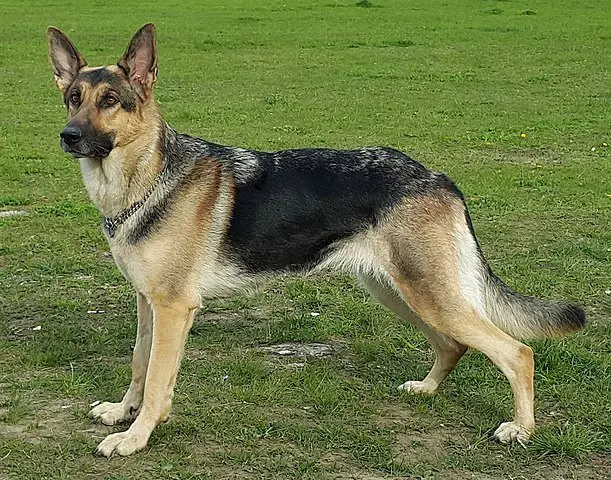 German Shepherd show working dog line stance sloped back weight standards