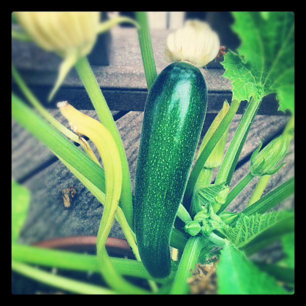 Zucchini 2012 © copyright Savory Simple, all rights reserved